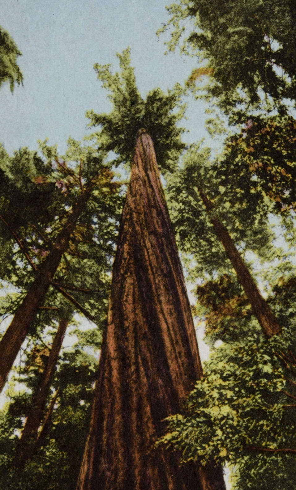 [The Redwood Tree]