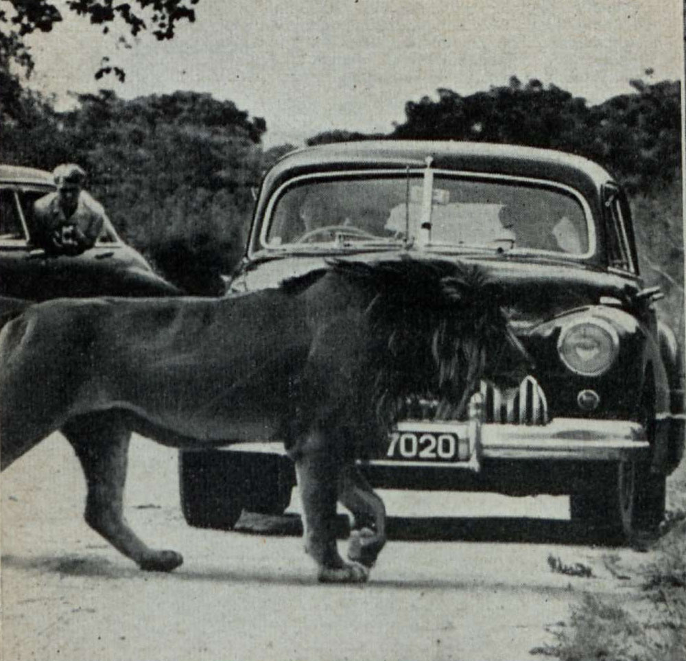 A Thomas Cook safari in 1951
